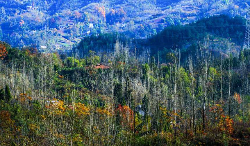 重庆森林拆穿困绕率达55.04% 森林积贮量增至2.5亿立方米