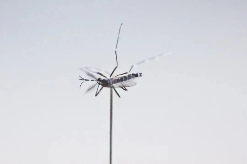 感应往年的蚊子变少了？由于高温天气吗？底细是……