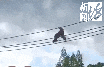 上海野沉闷物园大猩猩“越狱”？民间回应