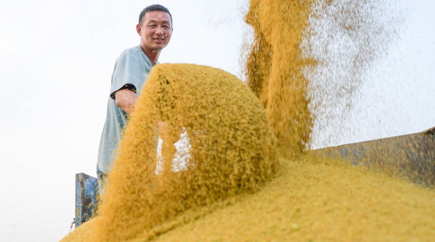 河南洛阳：谷子开镰收割