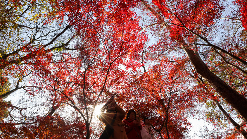 唯美！南京紫金山枫叶红火“枫”景独好