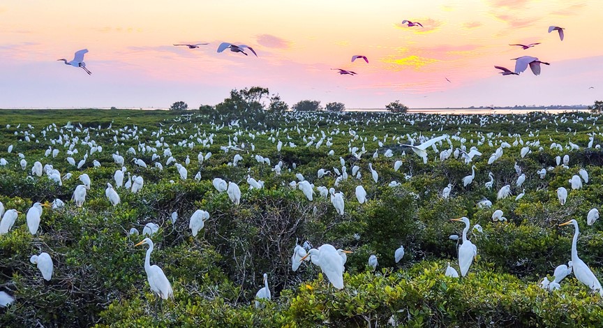 广西合浦：越冬候鸟共舞蹁跹