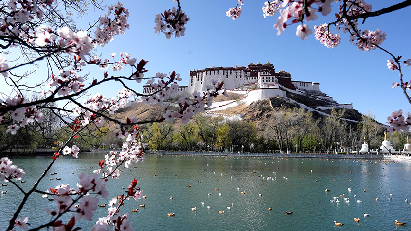 西藏拉萨春意浓